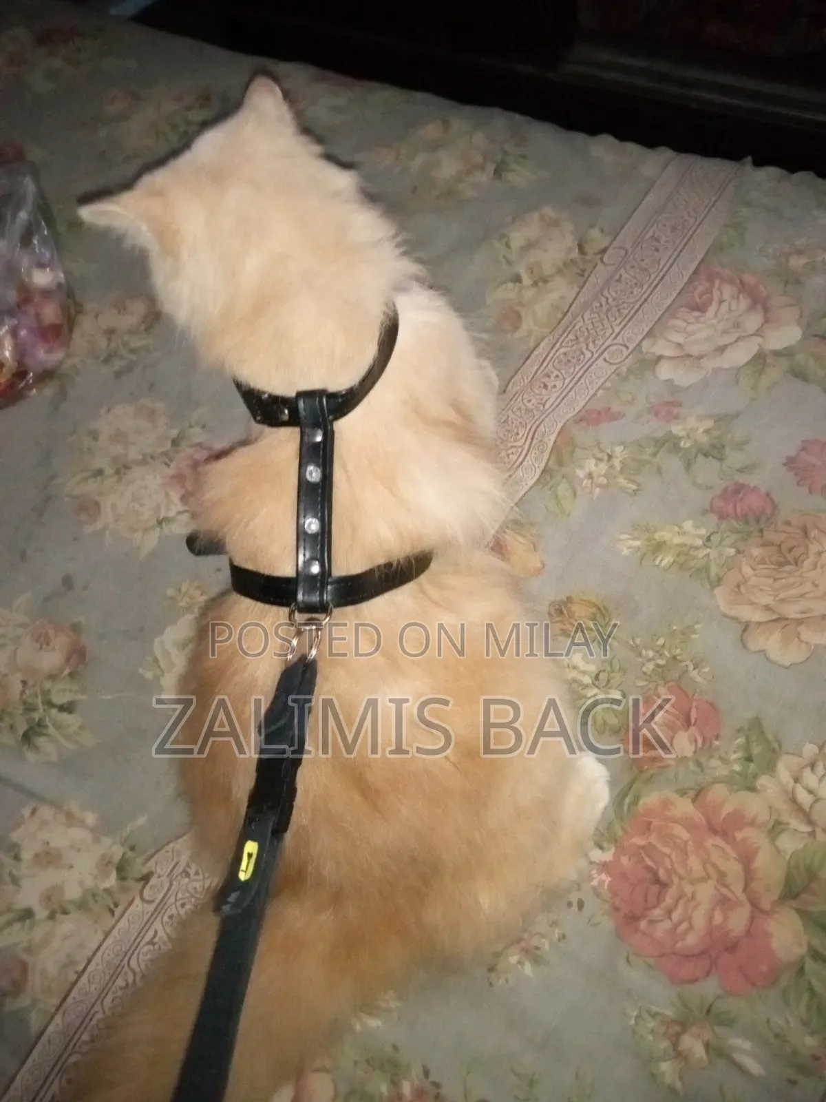 1+ year Female Mixed Breed Persian