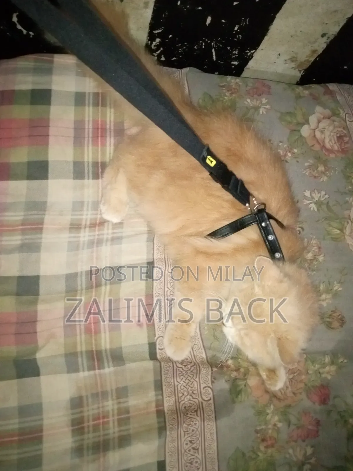 1+ year Female Mixed Breed Persian