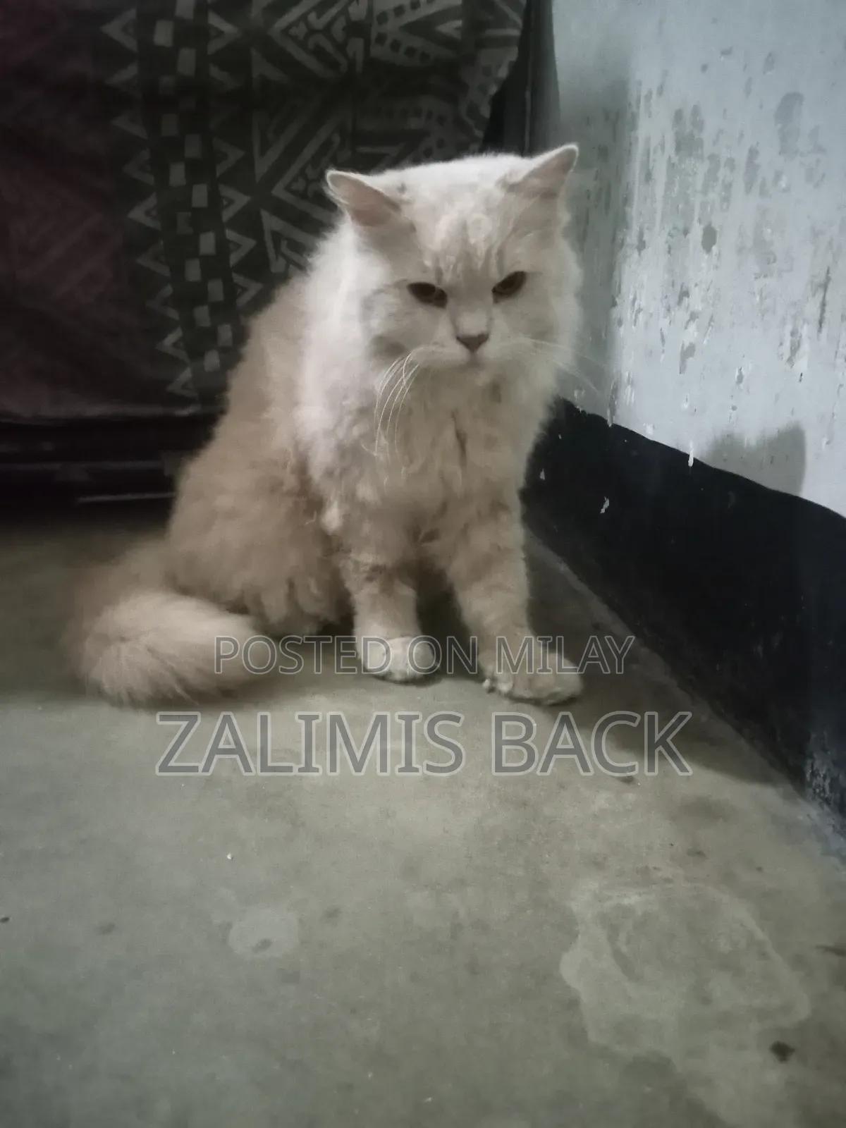 1+ year Female Mixed Breed Persian