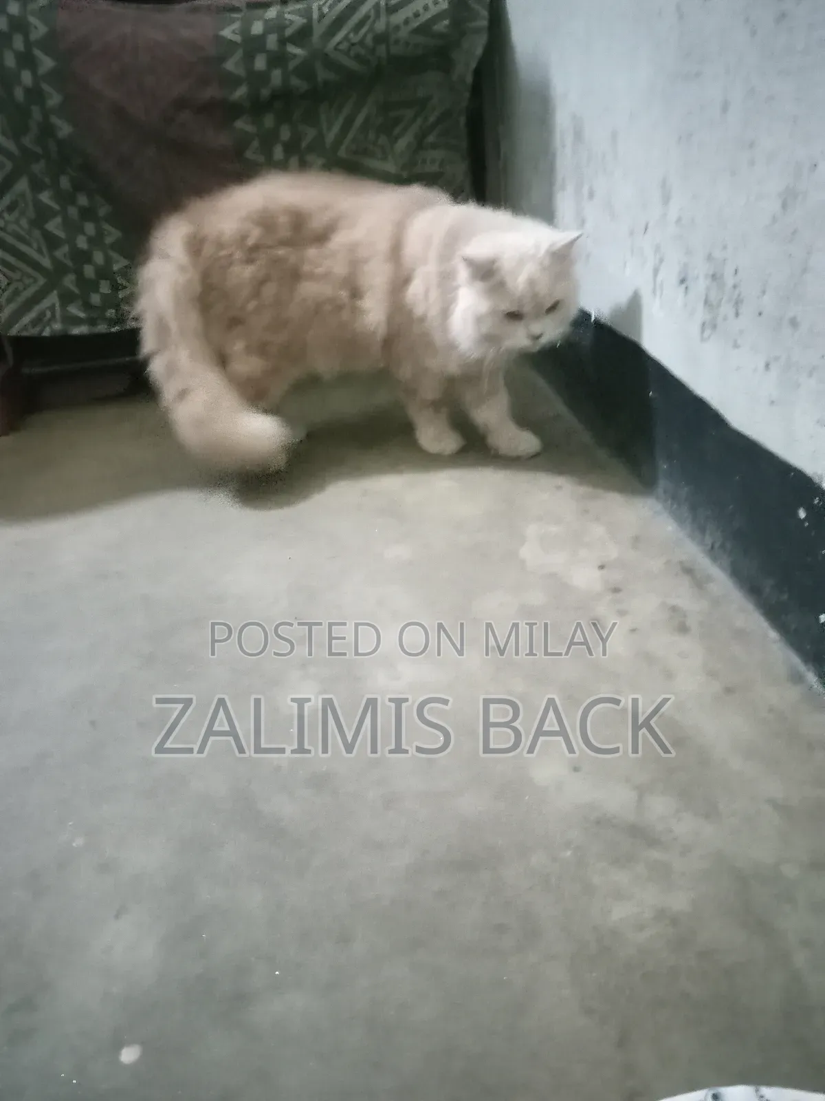 1+ year Female Mixed Breed Persian