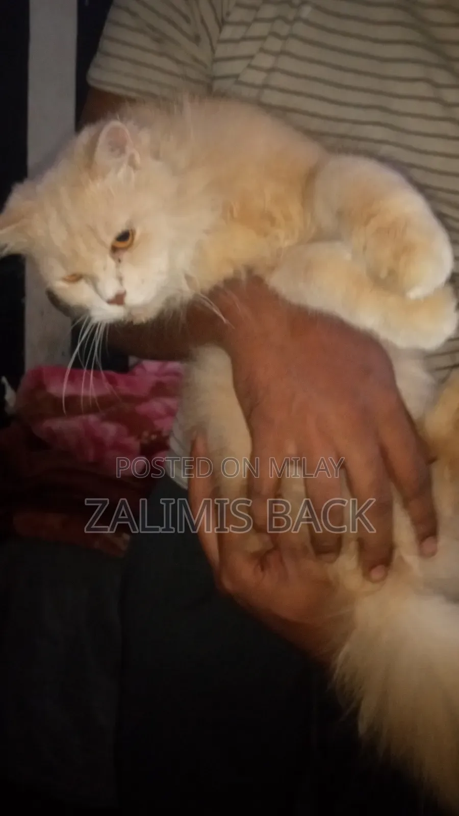 1+ year Female Mixed Breed Persian
