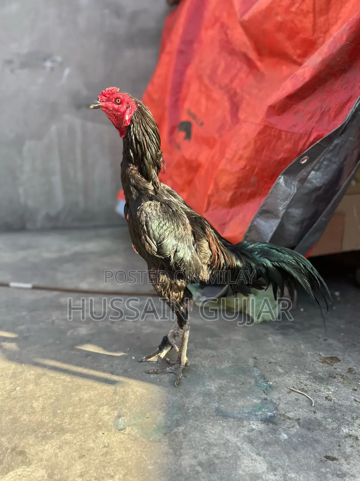 Pure Thai _ Jat Black