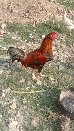 Cock Morga