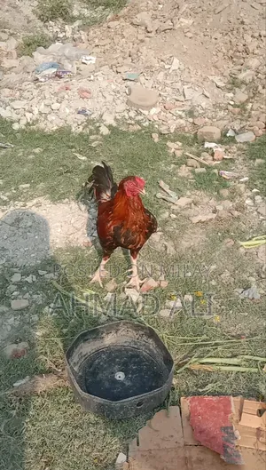 Cock Morga