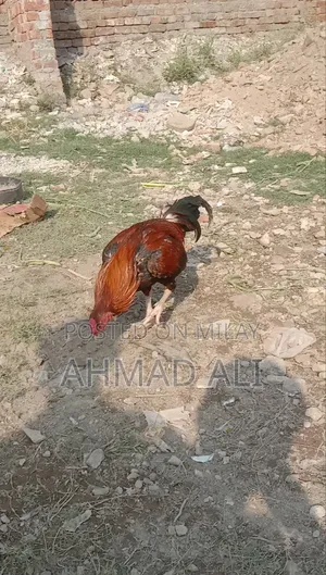 Cock Morga