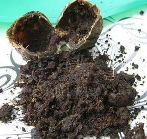 Deer Musk (Mushk/Kastori) مشک/کستوری