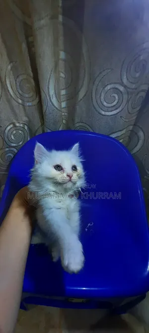 Photo - 0-1 month Female Purebred Persian