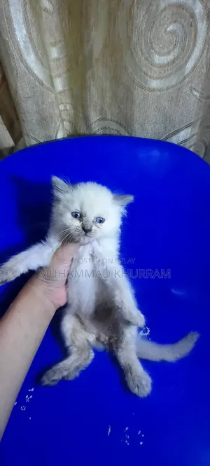 0-1 month Female Purebred Persian