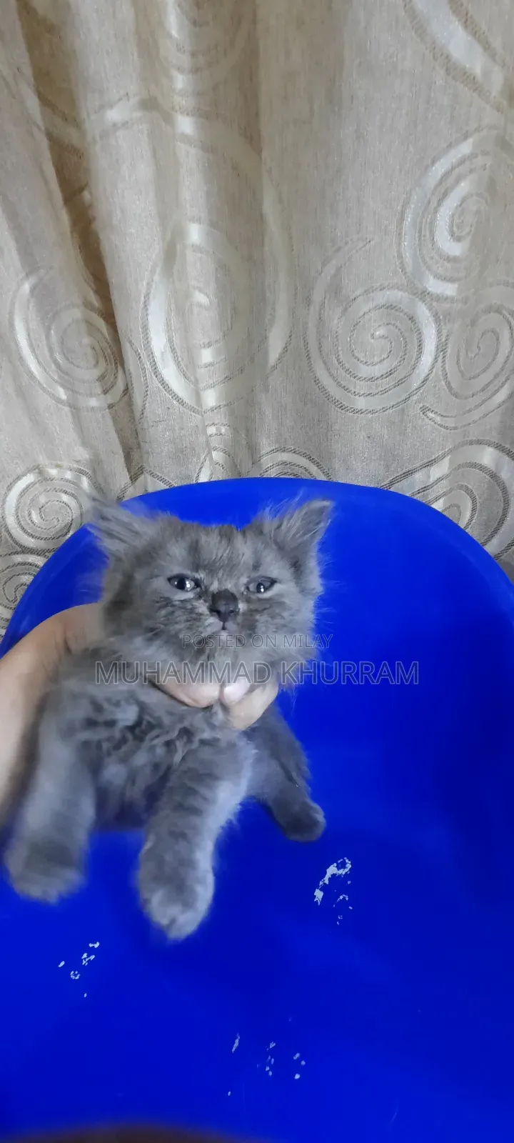 0-1 month Female Purebred Persian