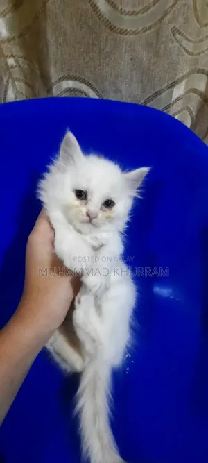 0-1 month Female Purebred Persian
