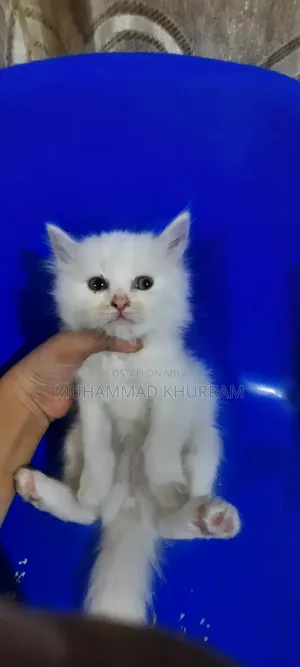 0-1 month Female Purebred Persian