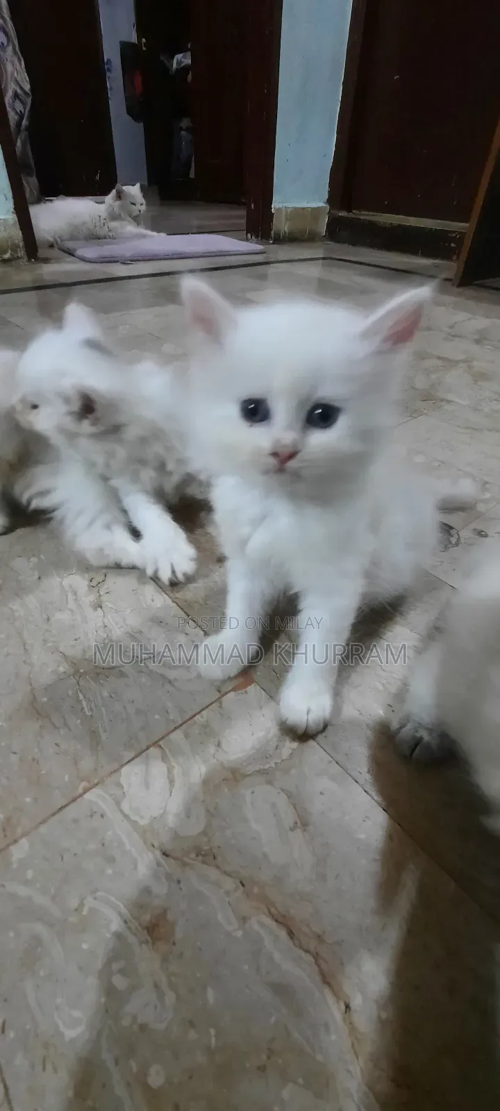 0-1 month Female Purebred Persian