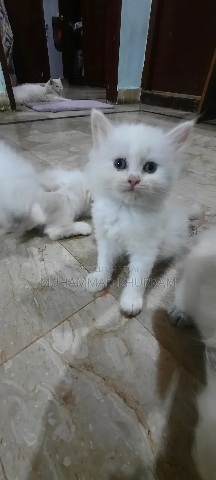 0-1 month Female Purebred Persian