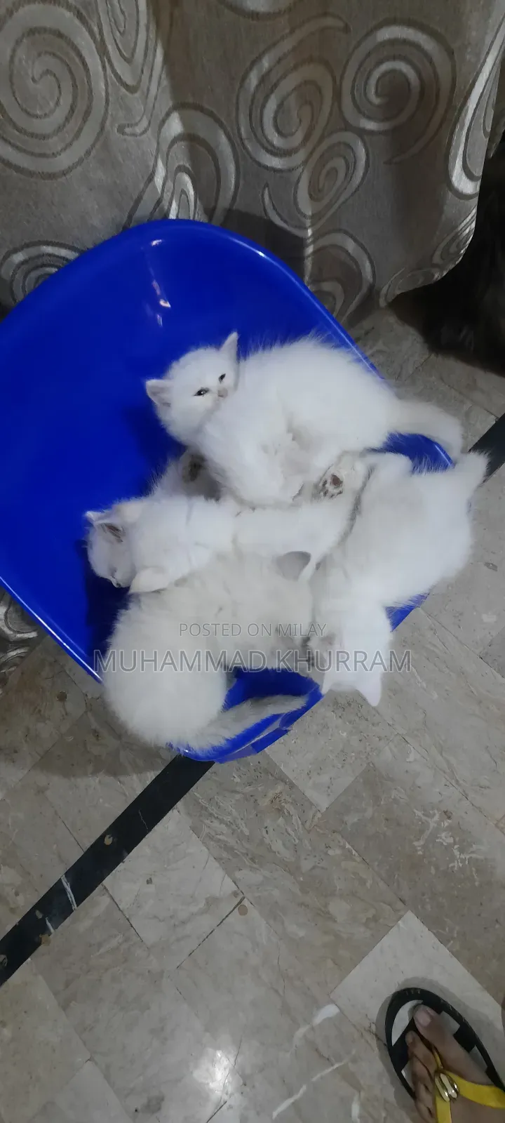 0-1 month Female Purebred Persian