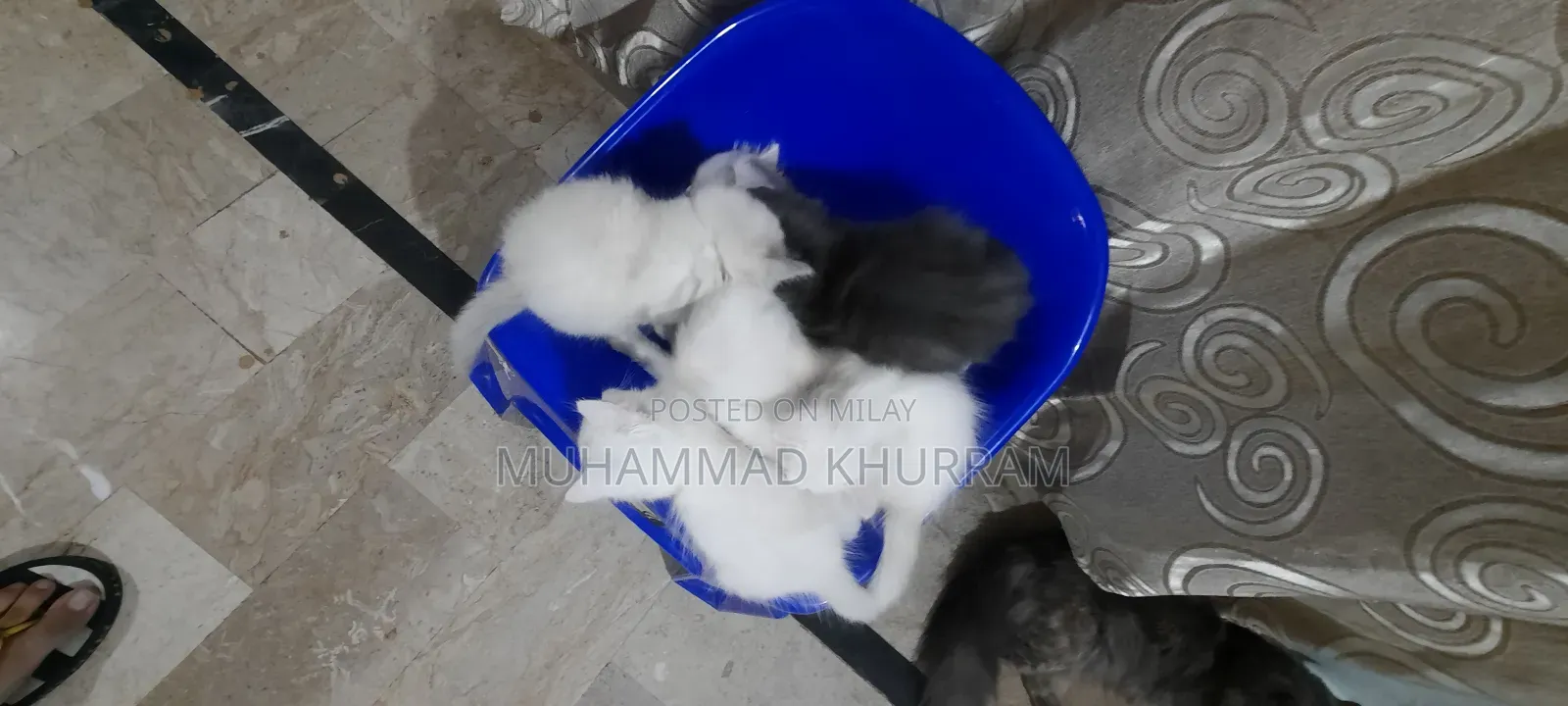 0-1 month Female Purebred Persian