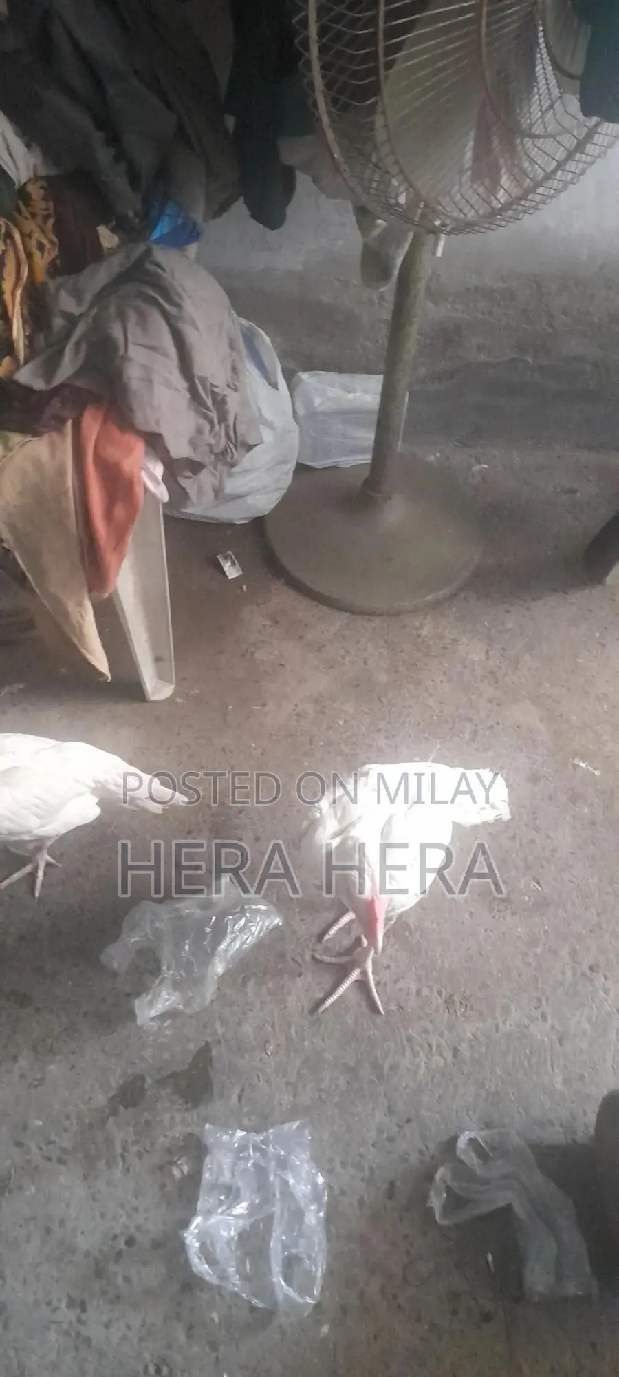 For Sale Heera Nasal