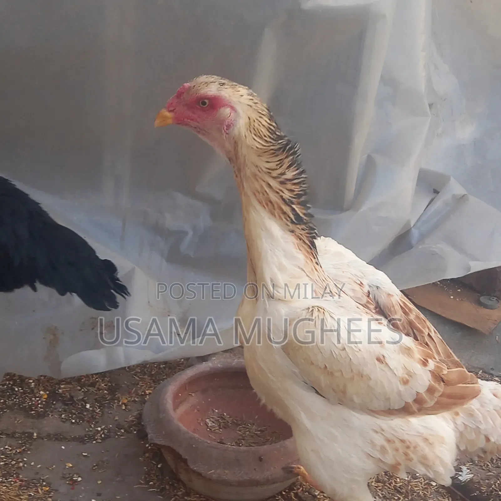 Shamoo Aseel Pathi for Sale