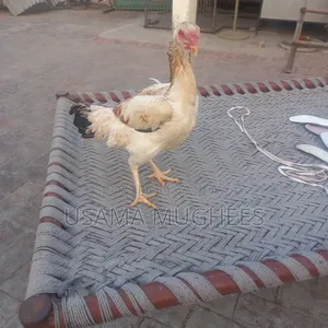 Shamoo Aseel Pathi for Sale