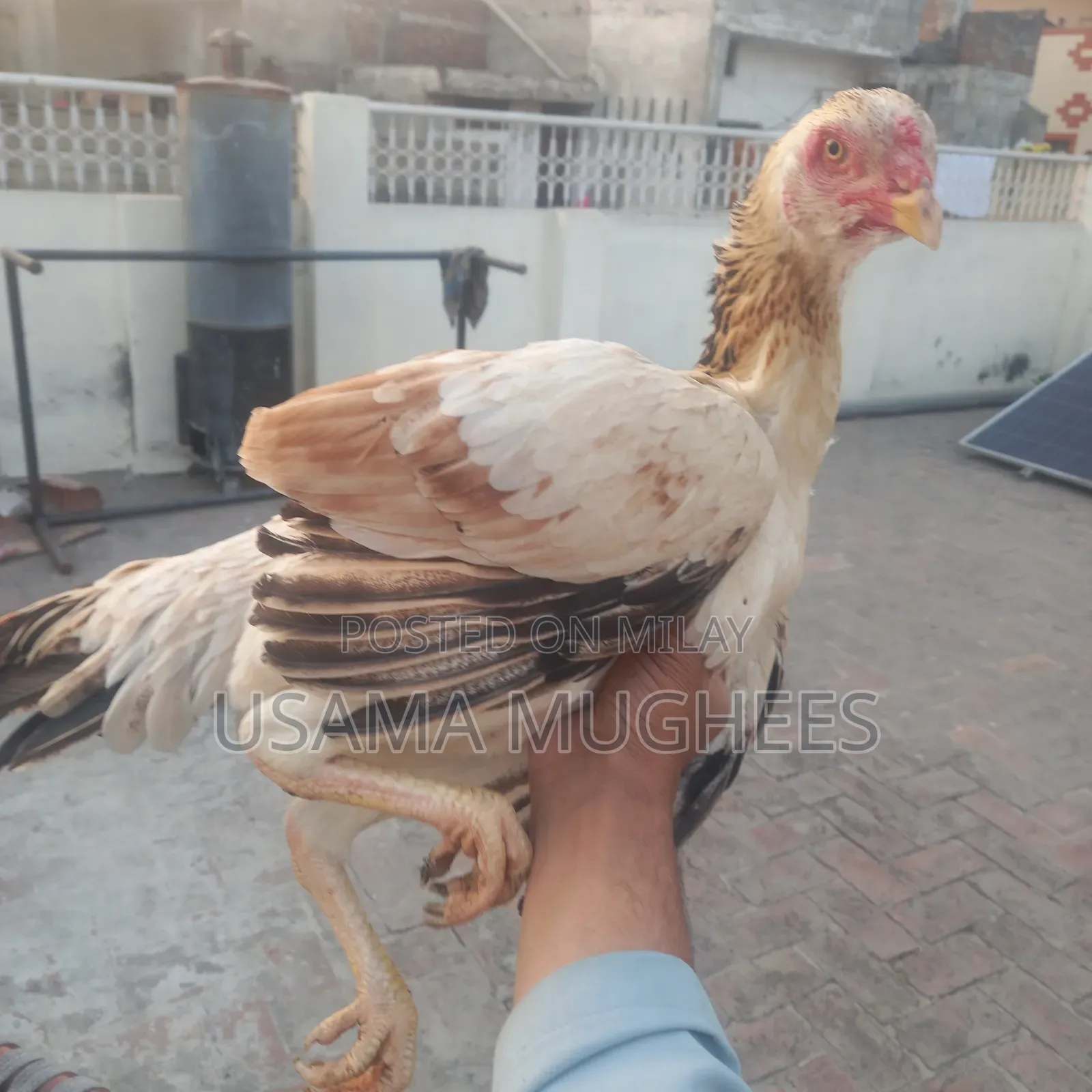 Shamoo Aseel Pathi for Sale