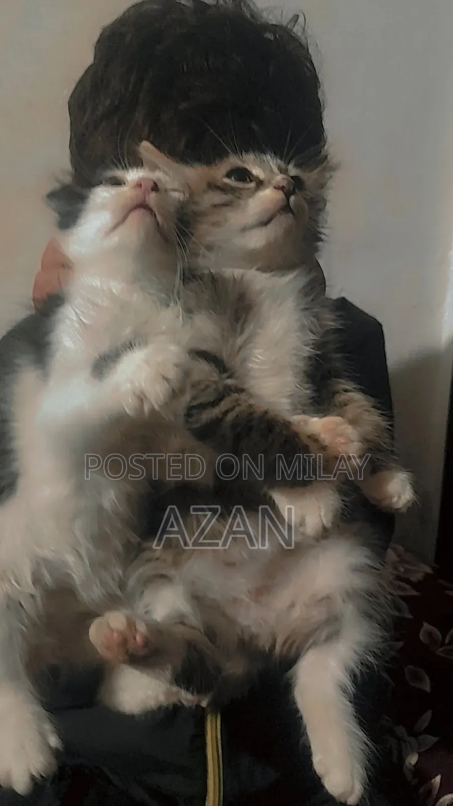 0-1 month Male Mixed Breed Persian