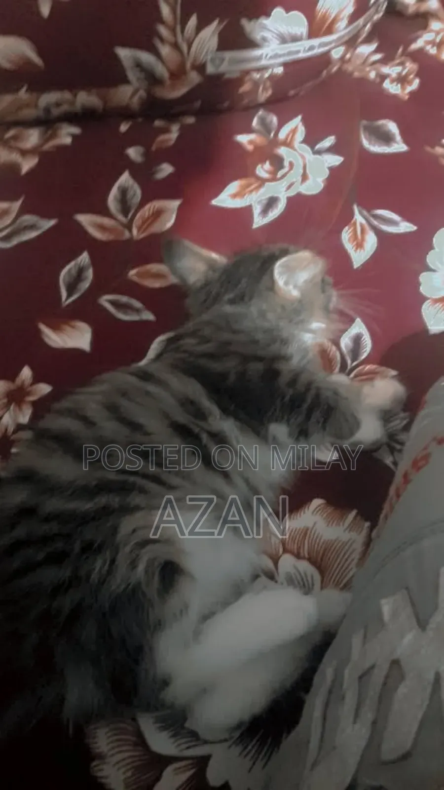 0-1 month Male Mixed Breed Persian