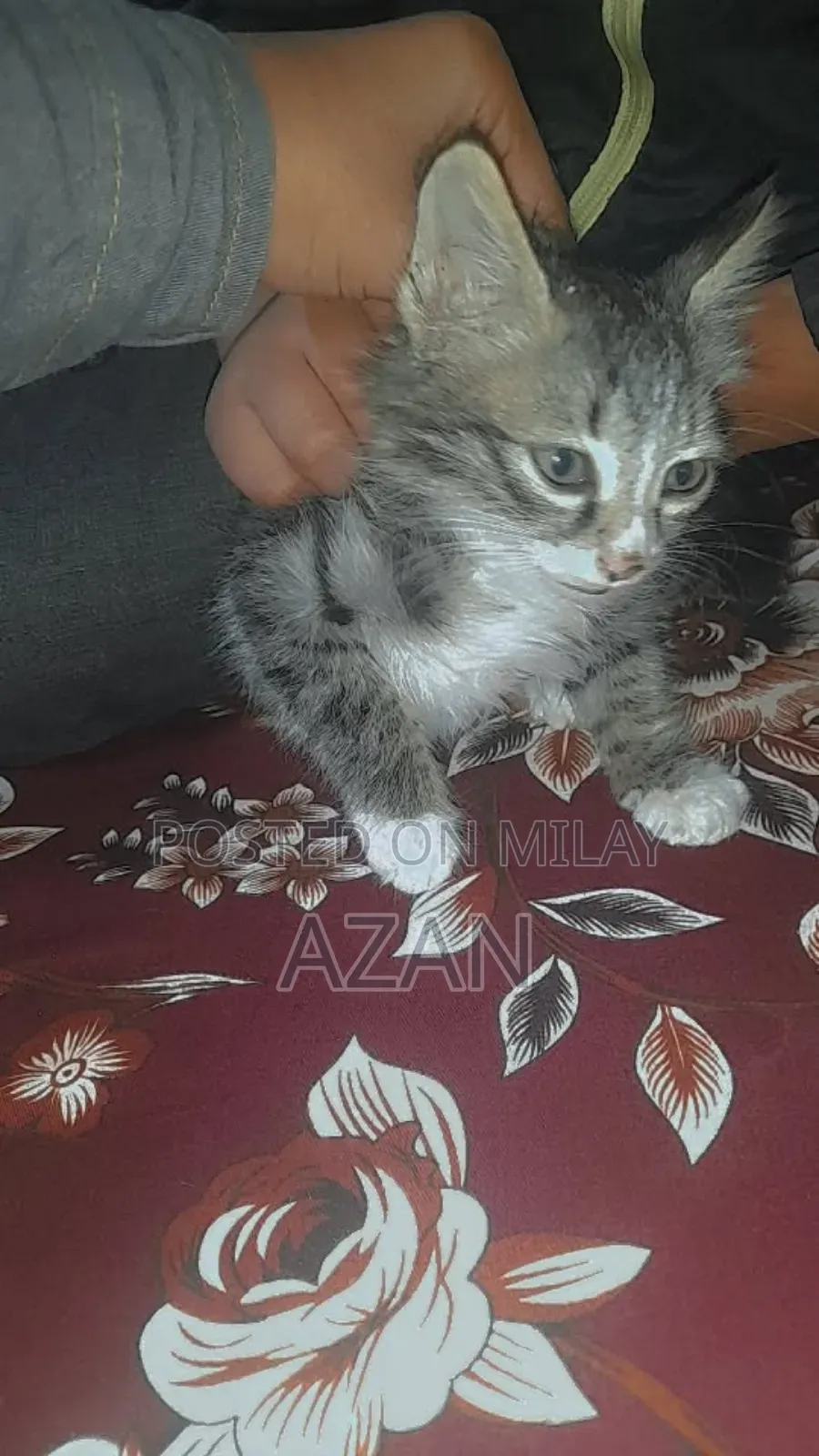 0-1 month Male Mixed Breed Persian