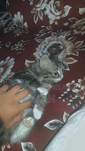 0-1 month Male Mixed Breed Persian