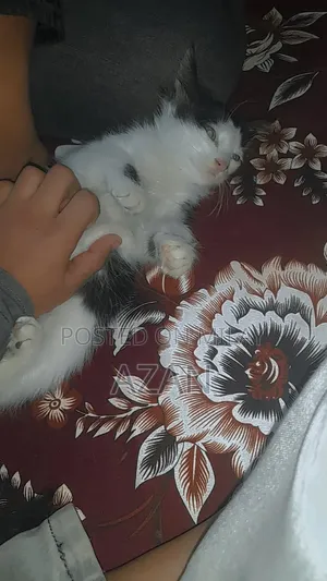 0-1 month Male Mixed Breed Persian