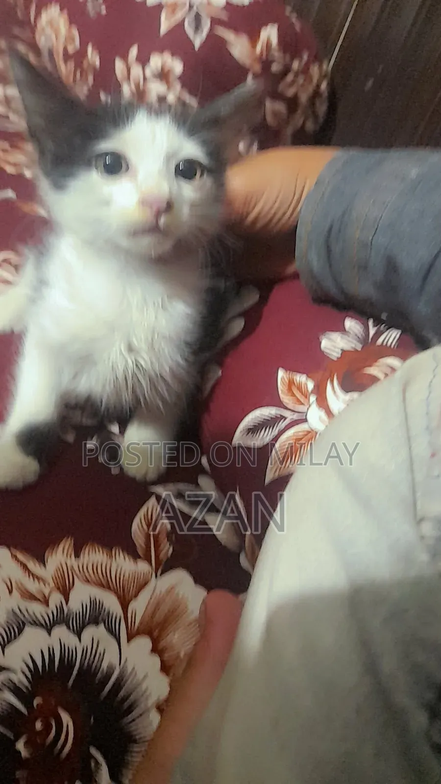 0-1 month Male Mixed Breed Persian