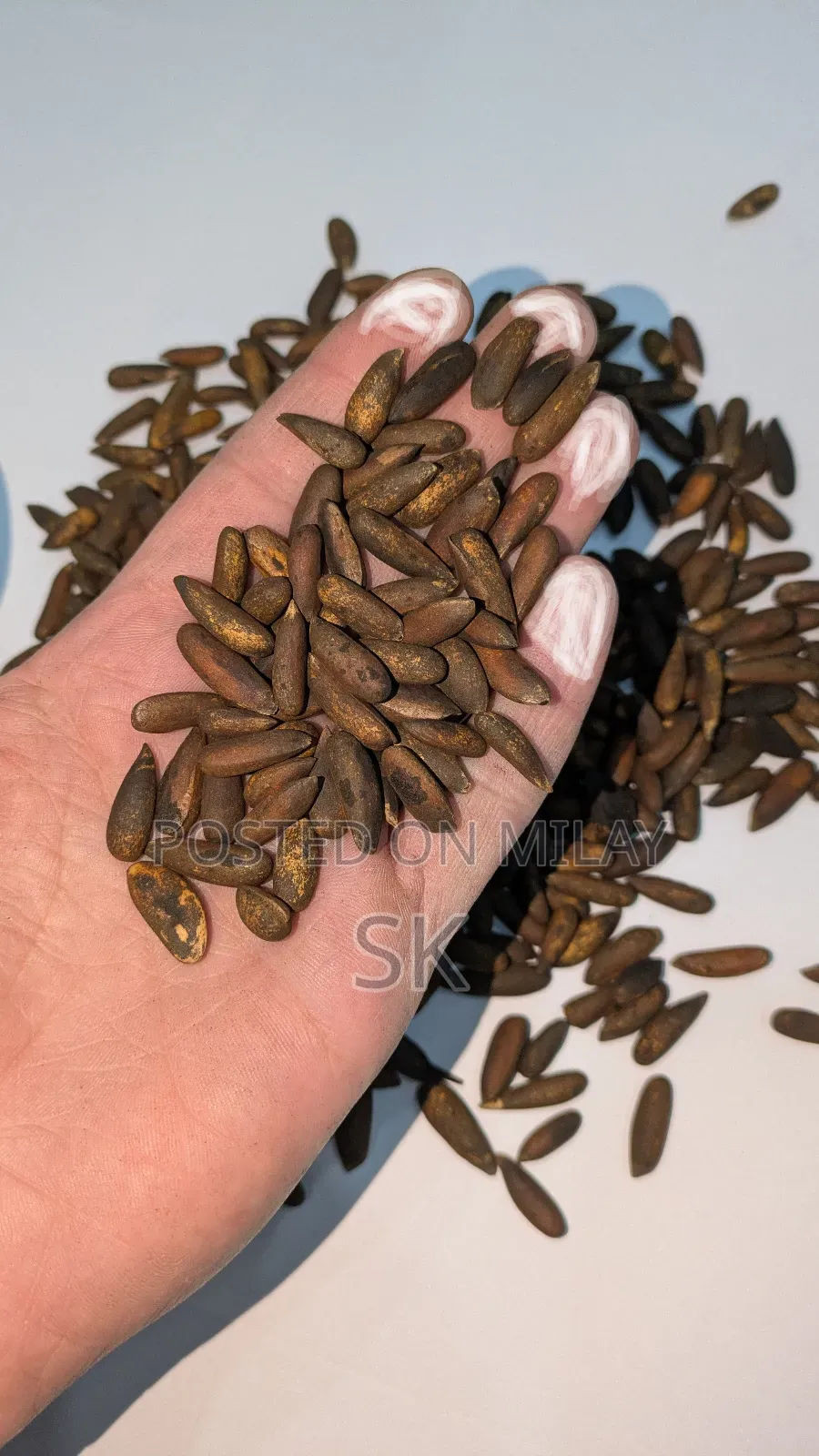 Chalghozy (Pine Nuts) Pine