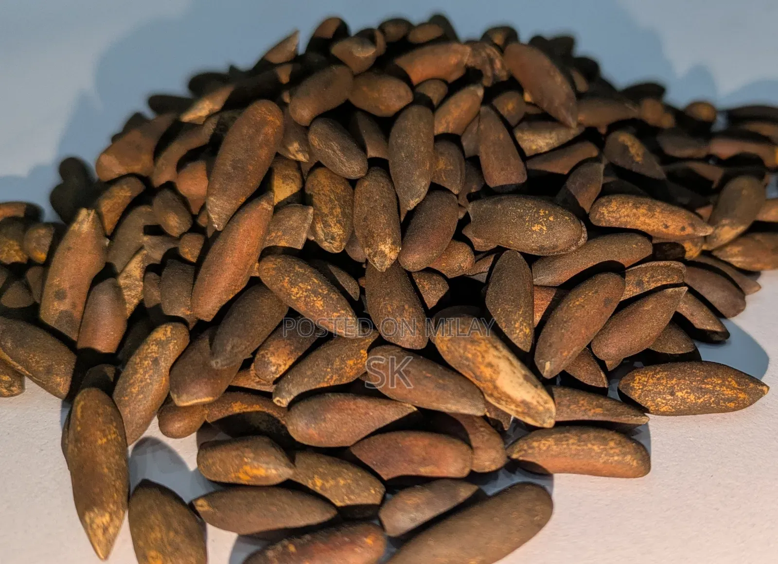 Chalghozy (Pine Nuts) Pine