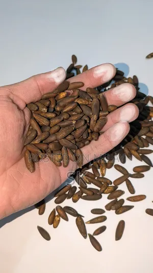 Chalghozy (Pine Nuts) Pine