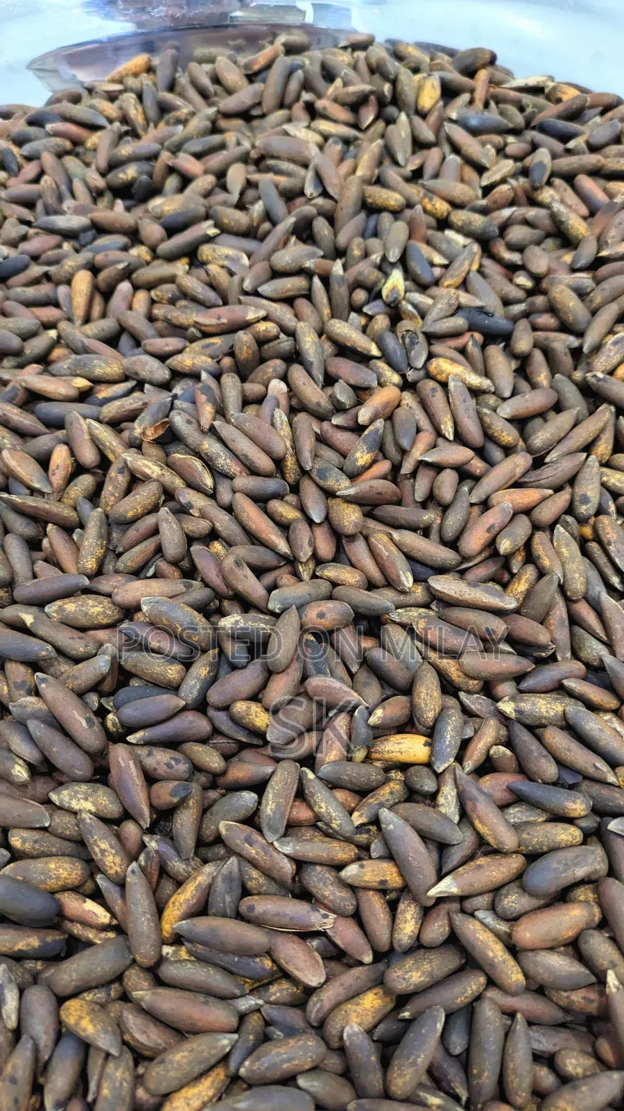 Chalghozy (Pine Nuts) Pine