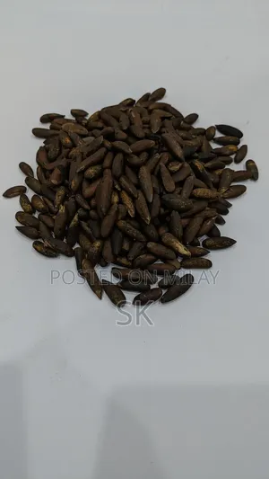 Chalghozy (Pine Nuts) Pine