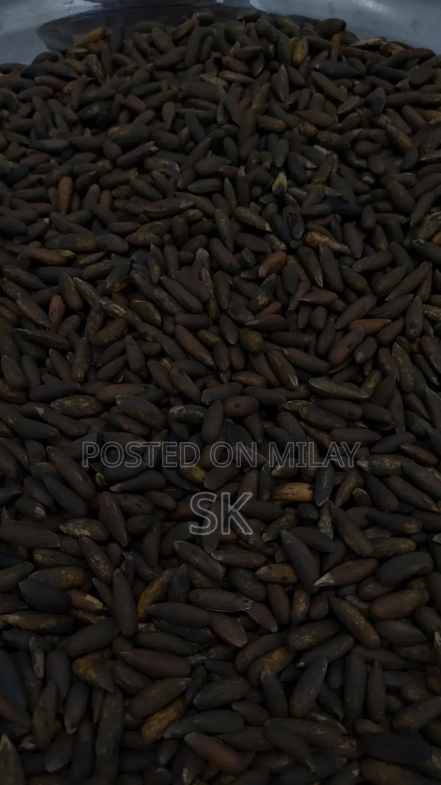 Chalghozy (Pine Nuts) Pine