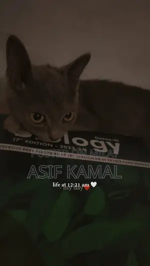 6-12 months Female Purebred Russian Blue