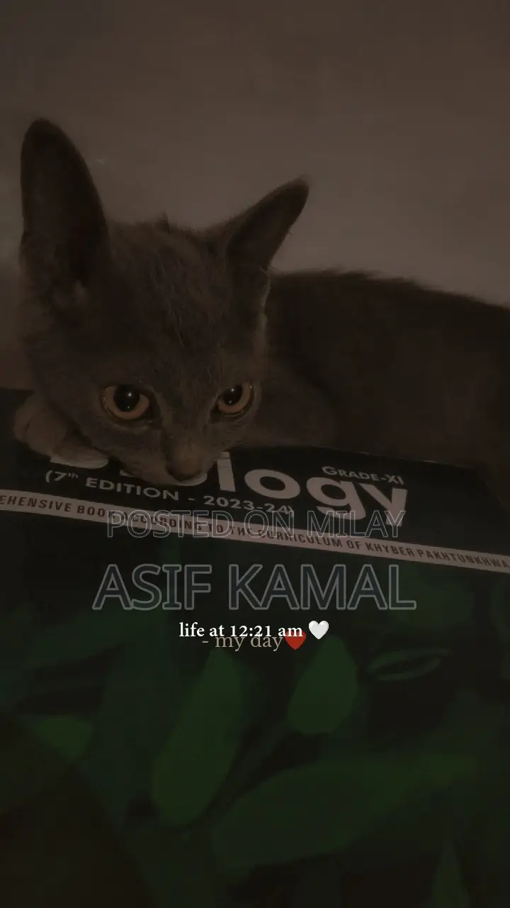 6-12 months Female Purebred Russian Blue