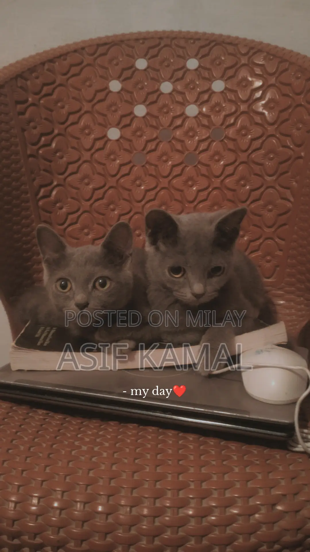 6-12 months Female Purebred Russian Blue