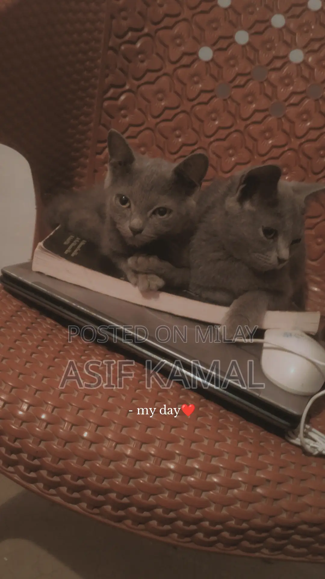 6-12 months Female Purebred Russian Blue