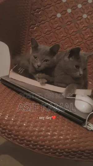 6-12 months Female Purebred Russian Blue