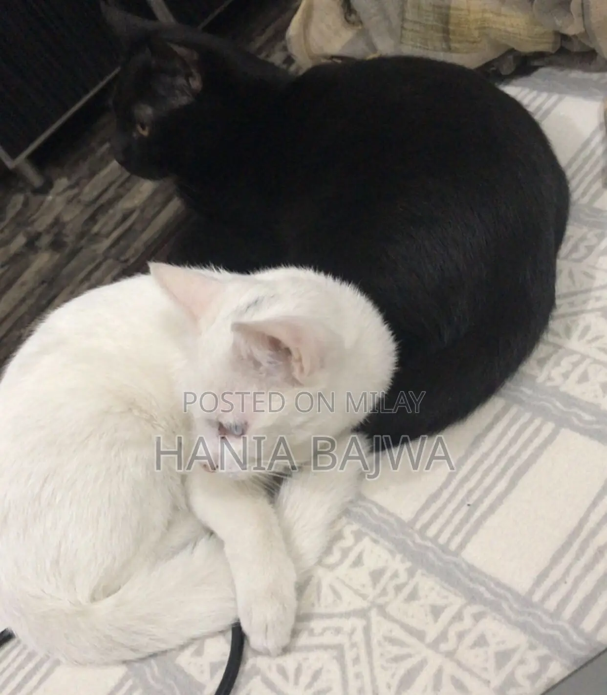 3-6 months Female Purebred Persian