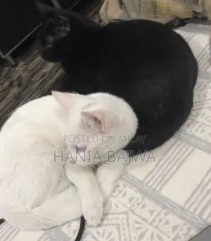 Photo - 3-6 months Female Purebred Persian