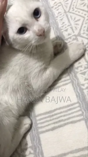 3-6 months Female Purebred Persian