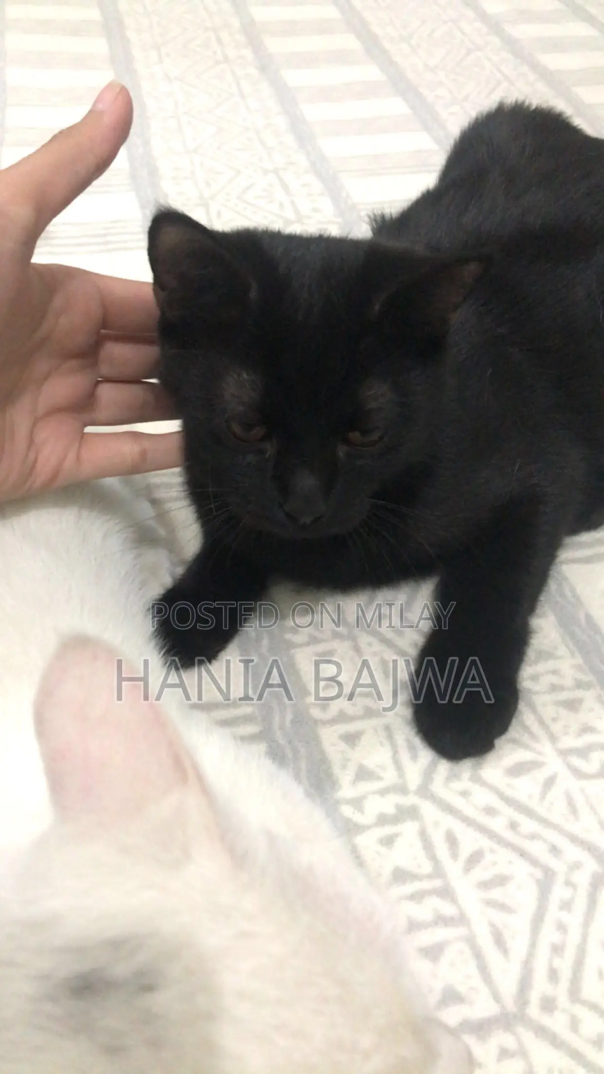 3-6 months Female Purebred Persian