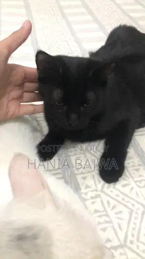 3-6 months Female Purebred Persian