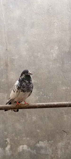 Photo - Kabotar for Sale