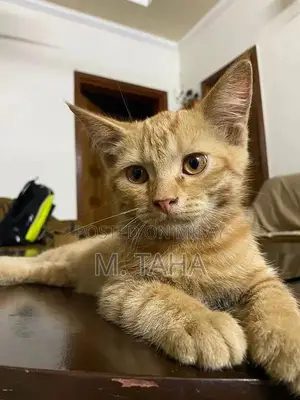 Photo - ORANGE cat | ginger cat | for sale