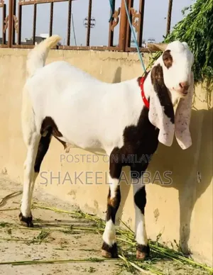 Photo - Rajanpuri Bakra for Sale
