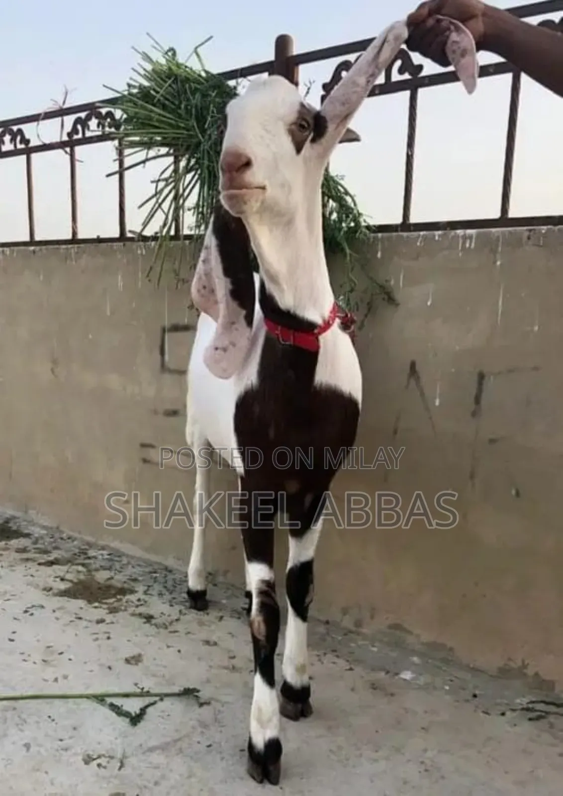 Rajanpuri Bakra for Sale