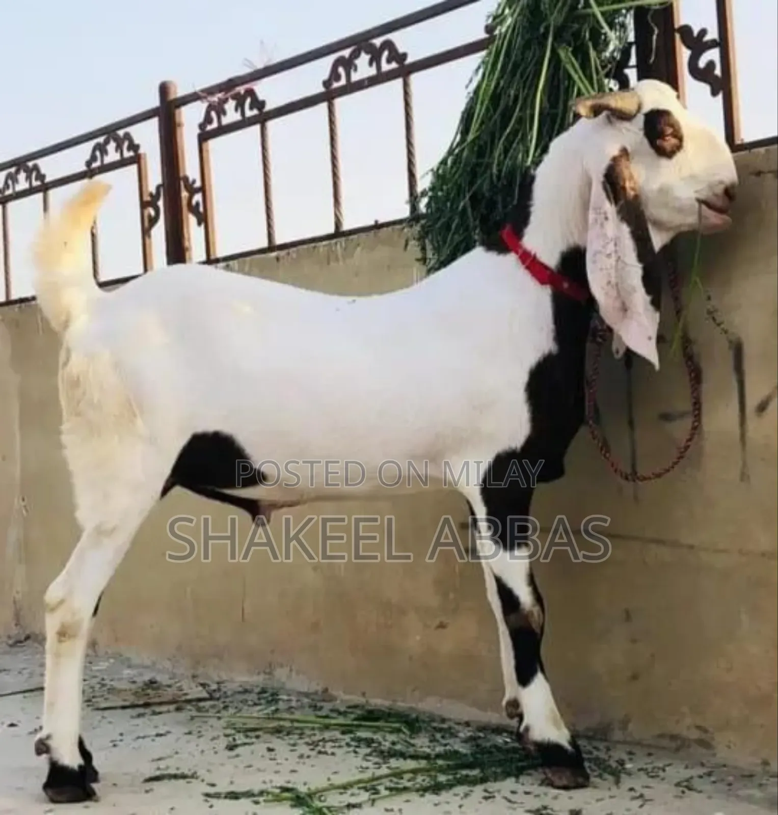 Rajanpuri Bakra for Sale